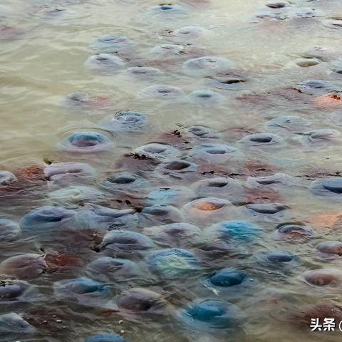 温州户外伞品牌，品质与创新的完美结合