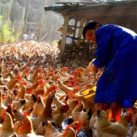 房子里适合养什么来致富—居家养殖致富指南