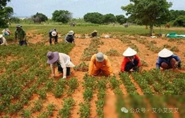 村里种什么药材能致富？看我一一道来