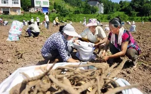 村里种什么药材能致富？看我一一道来