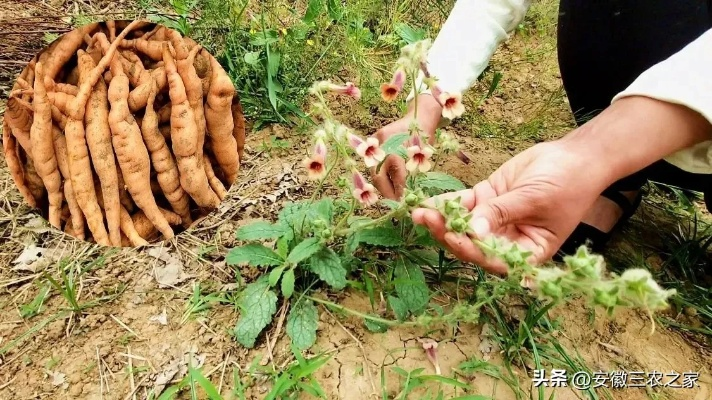 村里种什么药材能致富？看我一一道来