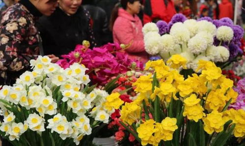 广州探秘，羊小咩享花卡套出攻略，带你畅游花城之美