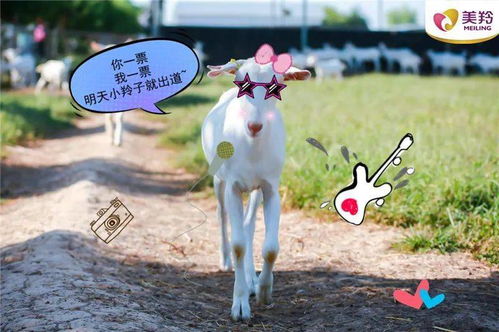 羊小咩便荔卡提现额不用行吗？揭秘提现那些事儿