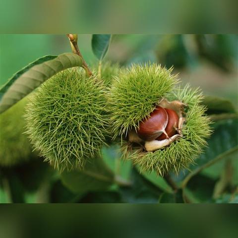 河南农村种植致富项目大解析