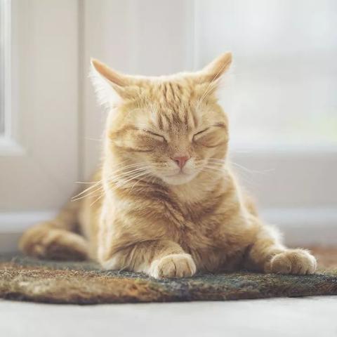 养猫后做什么生意赚钱？这些商机你绝对不能错过！