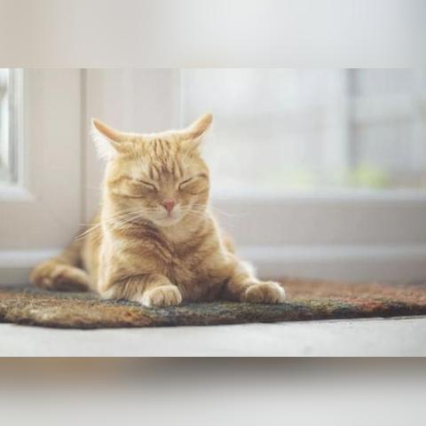 养猫后做什么生意赚钱？这些商机你绝对不能错过！