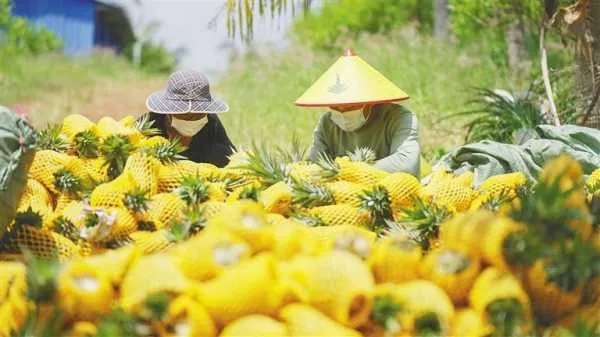海南什么行业致富最多？一探究竟！