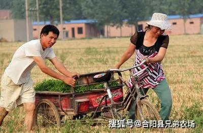 农村致富路上的陷阱与应对之策