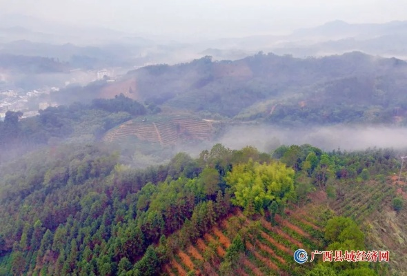 梧州苍梧县致富之路，探寻地方经济发展新机遇