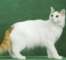 梵猫养生馆加盟指南，从入门到精通的全过程解析