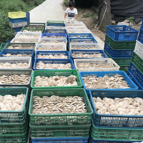 种什么蘑菇能致富，深度解析与案例分享