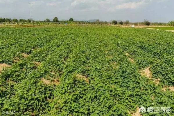 河南种植什么致富快？深度解析热门种植项目与成功案例