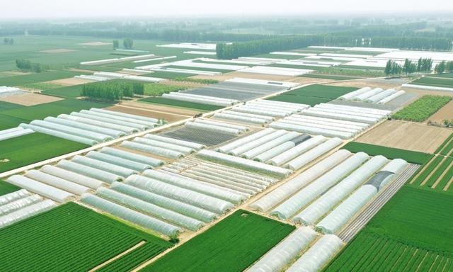 河南种植什么致富快？深度解析热门种植项目与成功案例