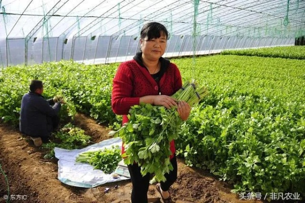 河南种植什么致富快？深度解析热门种植项目与成功案例