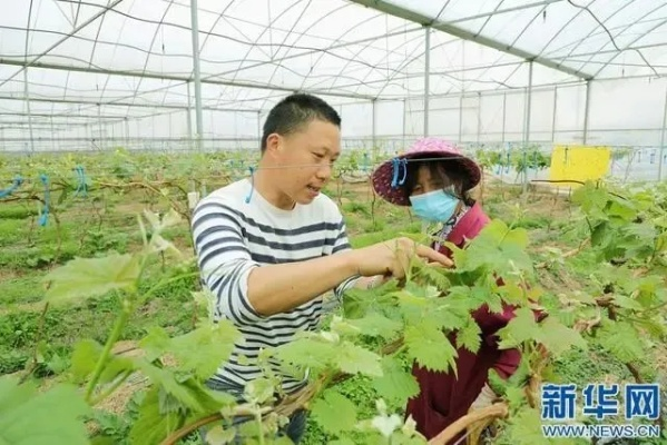 农村致富生意，探索与解析