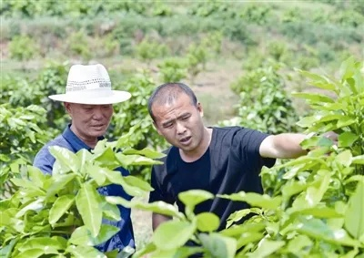 回乡创业，点亮农民利益的新灯塔