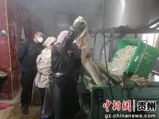 织金做什么好卖赚钱？一看便知！