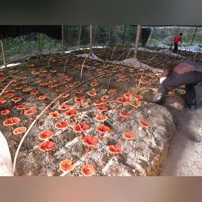 广西种植致富之路，探寻适宜种植的植物与成功案例