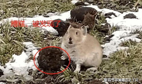 羊小咩便荔卡取现攻略，如何操作避免被封？