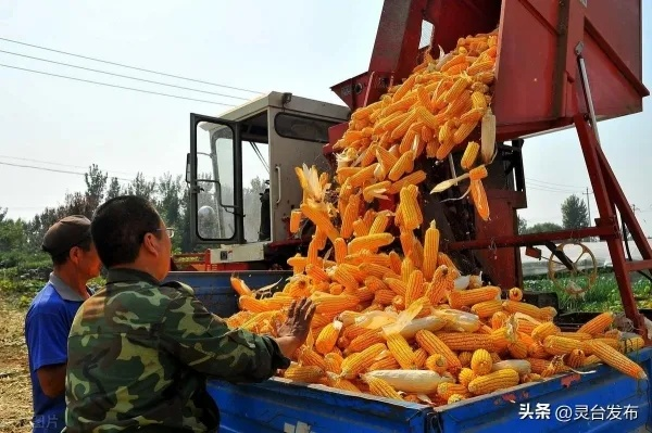 苞米收购，如何捕捉商机，实现盈利增长？