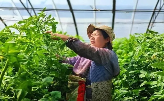 农民种什么能致富呢？看我一一道来