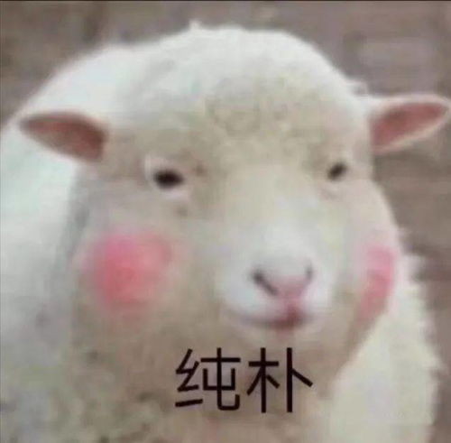 羊小咩便荔卡提现点不进去？揭秘原因及解决方案！