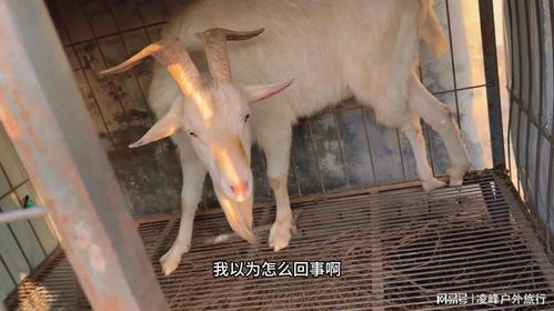 怎么样出现羊小咩便荔卡提现—详细解析与实例分享