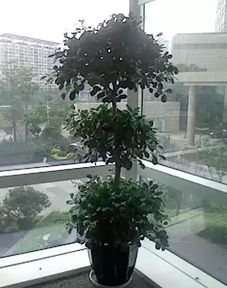 院子里种什么树能致富？看我一一为您揭秘