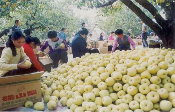 砀山做什么赚钱最多的工作？详解与实例分析