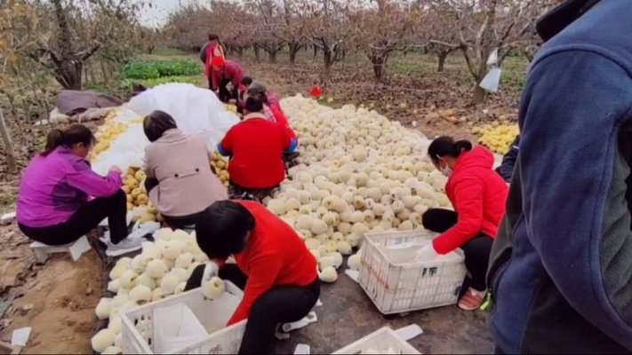 砀山做什么赚钱最多的工作？详解与实例分析