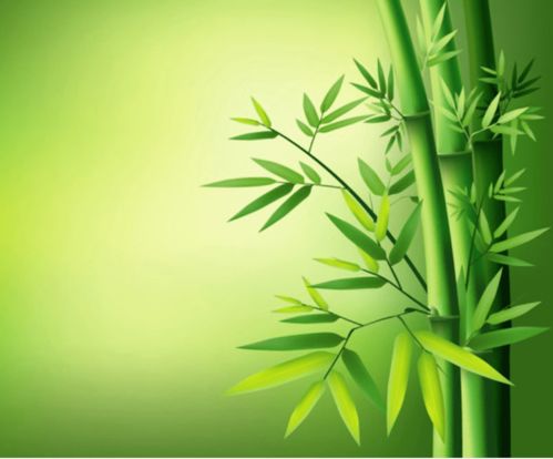 竹子做什么最致富？探索竹产业的多重商机与价值
