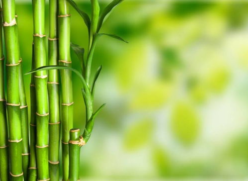 竹子做什么最致富？探索竹产业的多重商机与价值