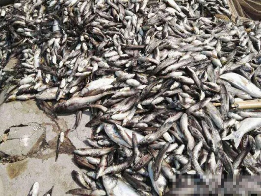 死鱼加工做什么好卖点赚钱？看我一一揭秘！