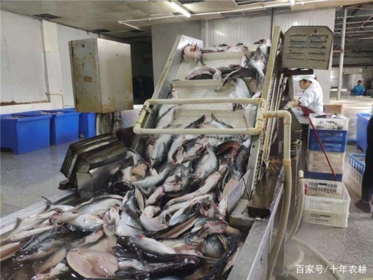 死鱼加工做什么好卖点赚钱？看我一一揭秘！