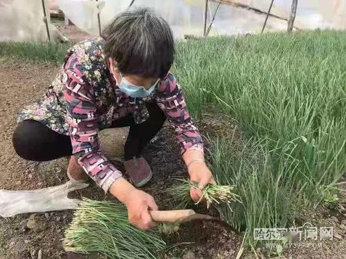 农村种什么致富好？看我一一道来