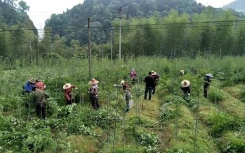 农民种植什么最好致富？深度解析与案例分享