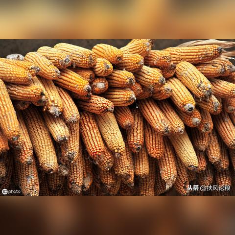 华北农村做什么生意好赚钱？深度解析与案例分享