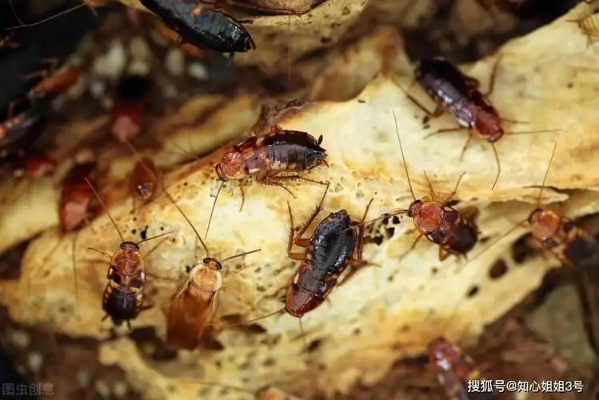 用什么养蟑螂致富？一文带你探究另类创业之路