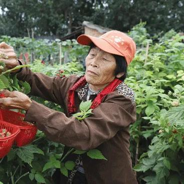 致富果的模样，探索成功与财富的鲜活案例