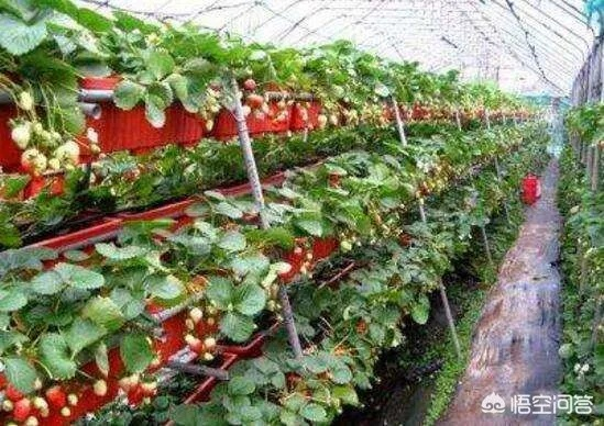 黑网下的草莓生意，如何借此赚钱