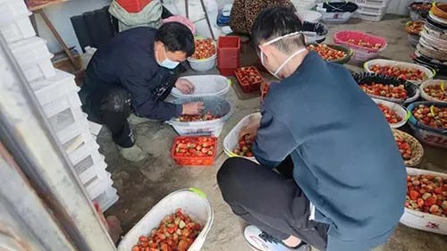 黑网下的草莓生意，如何借此赚钱