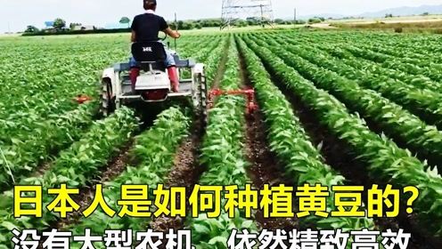 龙岩套出来羊小咩便荔卡—智慧农业的新篇章
