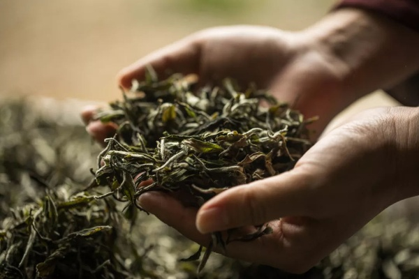 卖什么茶致富呢？看我一一揭秘茶叶市场的赚钱之道！