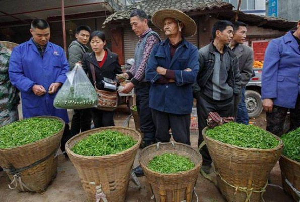 卖什么茶致富呢？看我一一揭秘茶叶市场的赚钱之道！