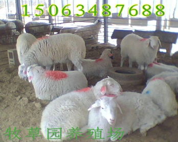 种羊吃什么草致富快？听我一一道来