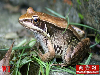 什么蛙最好养殖致富？看我一一揭秘