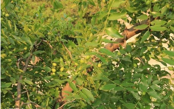 酸枣种植致富措施详解