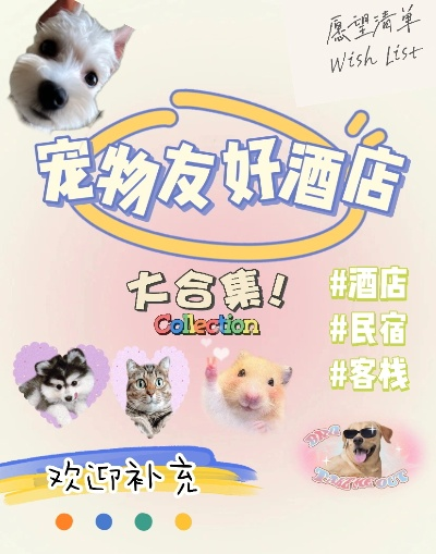 怎么查宠物友好酒店记录？超实用攻略在这里！