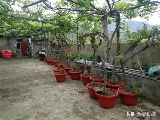 农村庭院致富项目大解析，探索乡村经济的无限商机