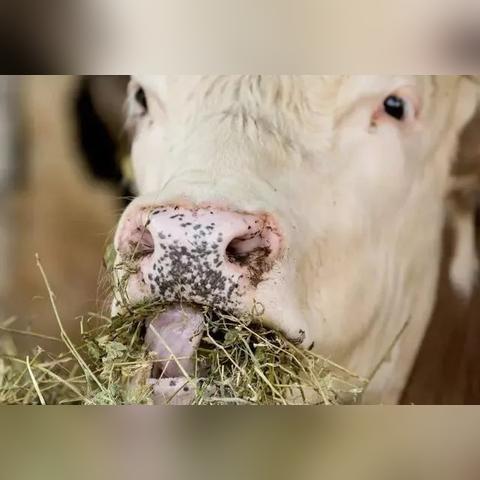 揭秘养牛致富背后的故事，探索背后的原因与成功案例